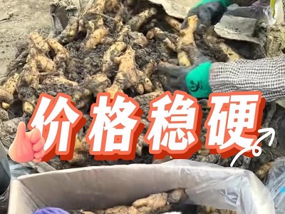 1月18日 安丘黑埠子（價格穩硬） ()