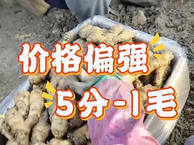 1月20日 安丘黑埠子（價格偏強） ()