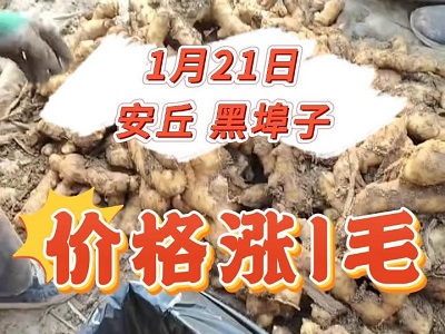 1月21日 安丘黑埠子（價格漲1毛） ()