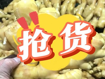 1月21日 生姜價格行情（搶貨） ()