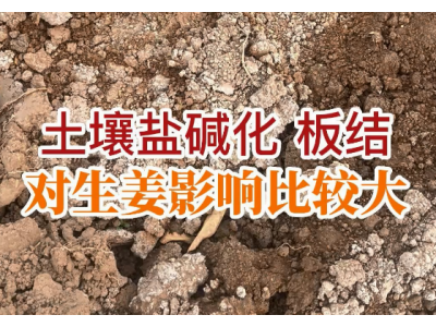 土壤鹽堿化、板結 對生姜影響比較大 ()