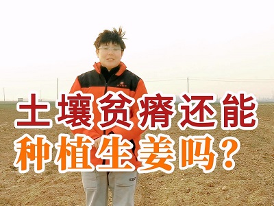土壤貧瘠還能種植生姜嗎？ ()