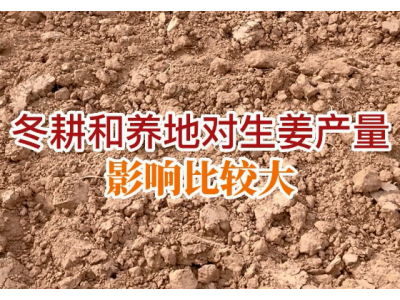 冬耕和養地對生姜產量影響比較大 ()