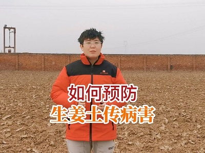 如何預(yù)防生姜土傳病害 ()