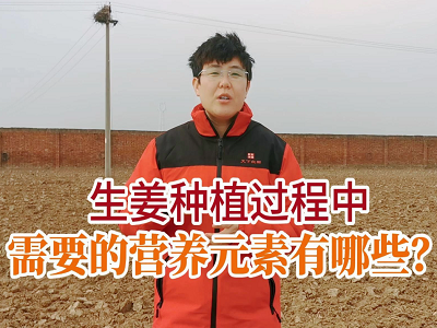 生姜種植過(guò)程中需要的營(yíng)養(yǎng)元素有哪些？ ()