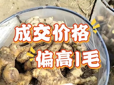 2月5日 安丘黑埠子（價(jià)格偏高1毛） (207播放)