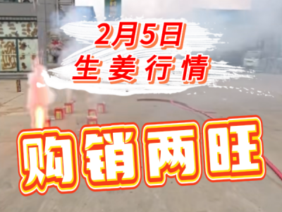 2月5日 生姜價格行情（購銷兩旺） (113播放)