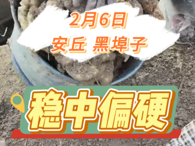 2月6日 安丘黑埠子（穩(wěn)中偏硬） (114播放)