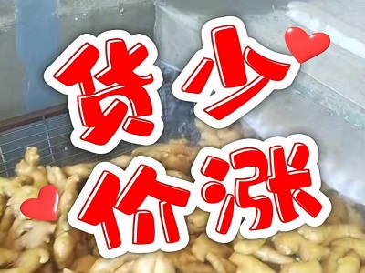 2月6日 生姜價格行情（貨少價漲） (115播放)
