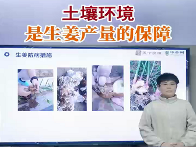土壤環境是生姜產量的保障 ()