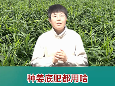 種姜底肥都用啥？ ()