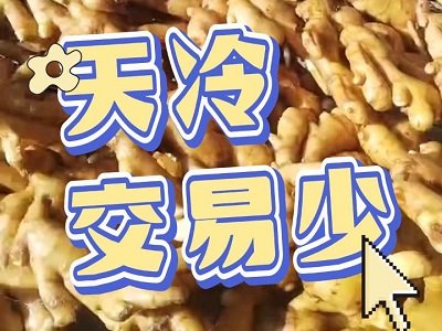 2月8日 生姜價(jià)格行情（天冷，交易少！） (81播放)