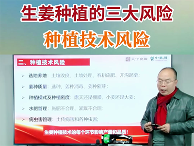 生姜種植的三大風險--種植技術風險 ()
