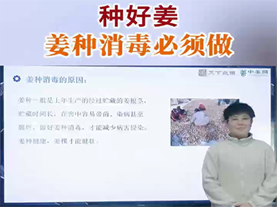 種好姜：姜種消毒必須做 ()
