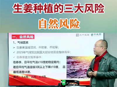 生姜種植的三大風險--自然風險 ()