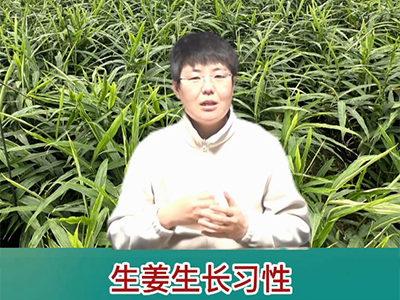 生姜生長習性 ()