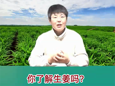 您了解生姜嗎？ ()