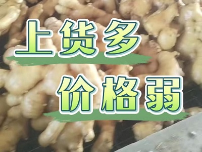 2月10日 生姜價格行情（貨多 價弱） (93播放)