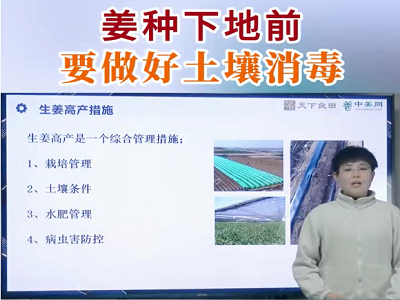 姜種下地前 要做好土壤消毒 ()