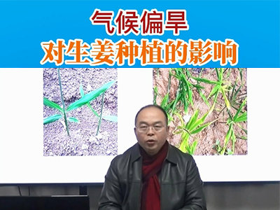 氣候偏旱對生姜種植的影響 ()