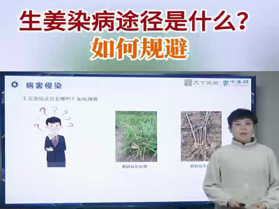 生姜染病途徑是什么，如何規避？ ()