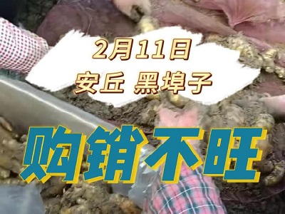2月11日 安丘黑埠子（購(gòu)銷不旺） ()