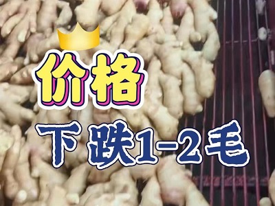 2月11日 生姜價(jià)格行情（下跌1-2毛） ()