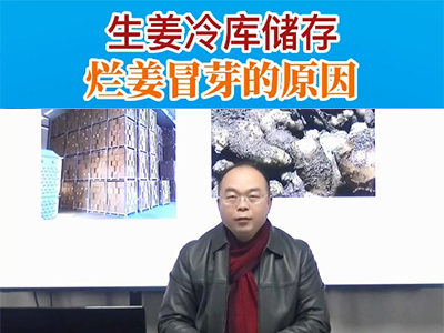 生姜冷庫儲存 爛姜冒芽的原因 ()