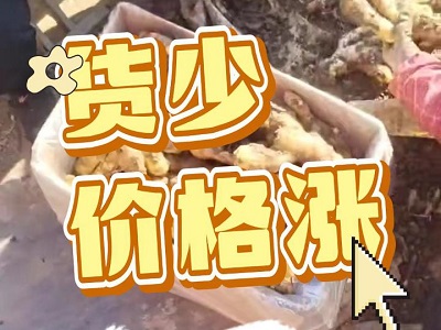 2月13日 安丘黑埠子（貨少 價(jià)格漲） ()