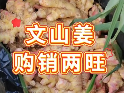 2月13日 生姜價(jià)格行情（文山姜購(gòu)銷兩旺） ()