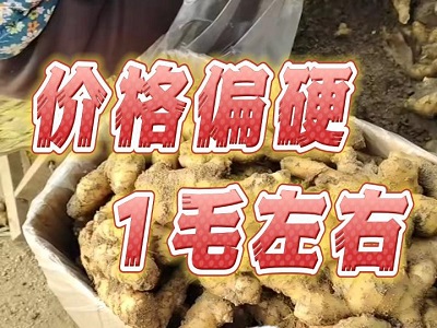 2月14日 安丘黑埠子（價(jià)格偏硬1毛） ()