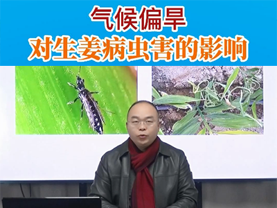 氣候偏旱對生姜病蟲害的影響 ()