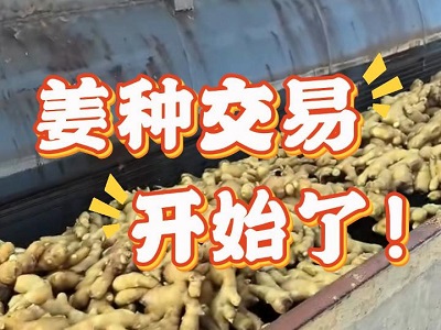 2月14日 生姜價(jià)格行情（姜種交易開始了！） ()