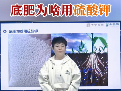 底肥為啥用硫酸鉀？ ()