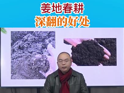 姜地春耕、深翻的好處 ()