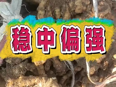 2月15日 安丘黑埠子（穩(wěn)中偏強） (53播放)
