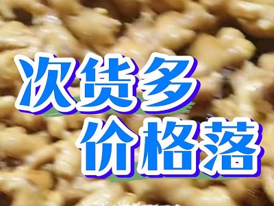 2月17日 生姜價格行情（次貨多，價格落） (120播放)