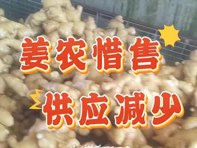 2月18日 生姜價格行情（姜農惜售 ） (45播放)