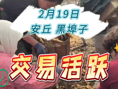 2月19日 安丘黑埠子（交易活躍） (63播放)
