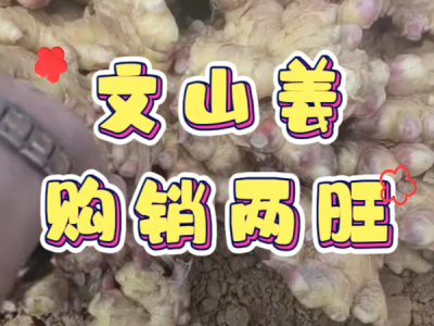 2月19日 生姜價格行情（文山姜購銷兩旺） (94播放)