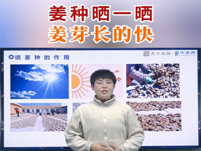 姜種曬一曬 姜芽長的快 ()
