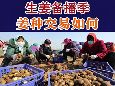 老石說姜：生姜備播季 姜種交易如何？ ()