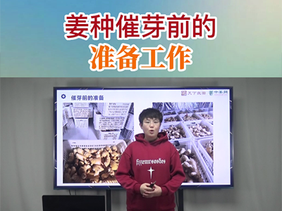 姜種催芽前的準備工作 ()