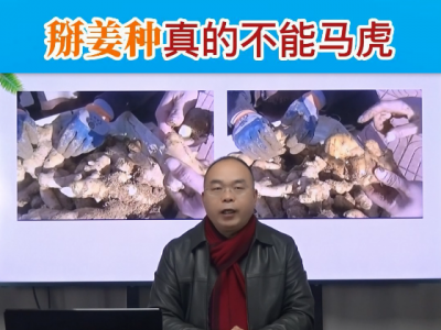 掰姜種真的不能馬虎 ()