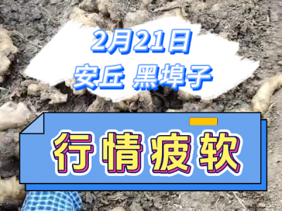 2月21日 安丘黑埠子（行情略顯疲軟） ()