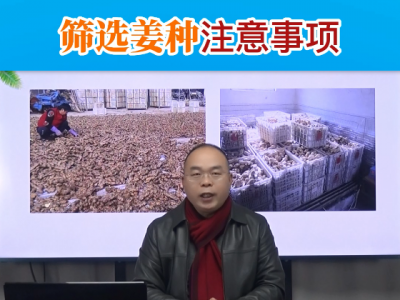 拿姜種后有必要曬一哂嗎？ ()