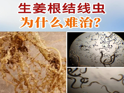 遼寧姜友購買39捆遮陽網(wǎng)送貨到家 ()