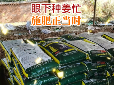 眼下種姜忙 施肥正當(dāng)時(shí) ()
