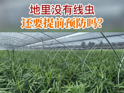 地里沒有線蟲還要提前預(yù)防嗎？ ()