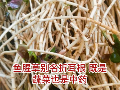 高效氟吡甲禾靈對(duì)魚腥草有作用嗎？ ()